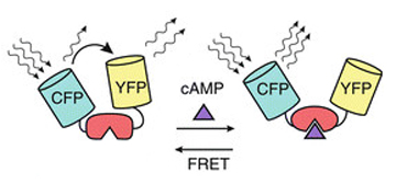 epac-fret2