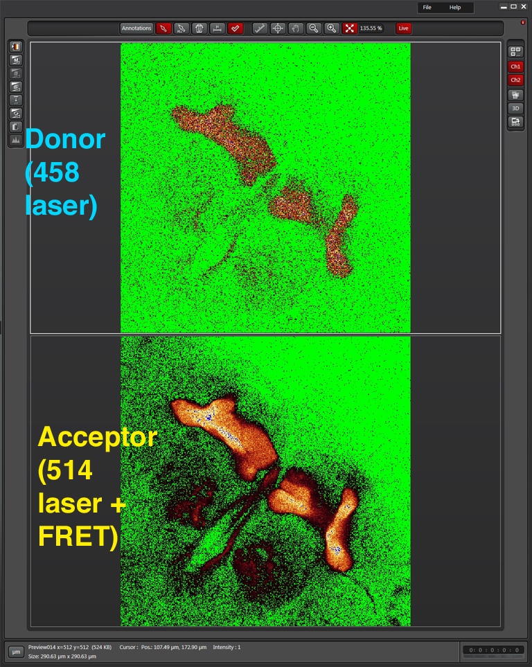 window-se-donor-and-fret1